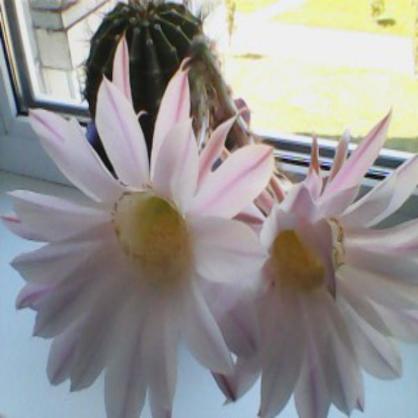 History Of Cactus.