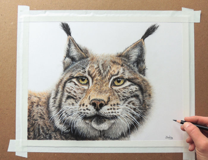 Realistic Drawings Of Animals