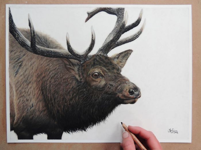 I Create Hyperrealistic Pencil Drawings Of Animals, Here Are 19 Of Them