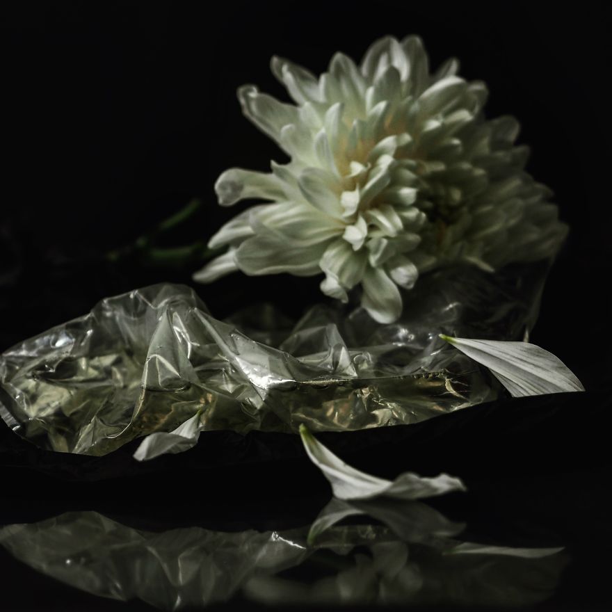 I Photograph Flowers With Dutch Light