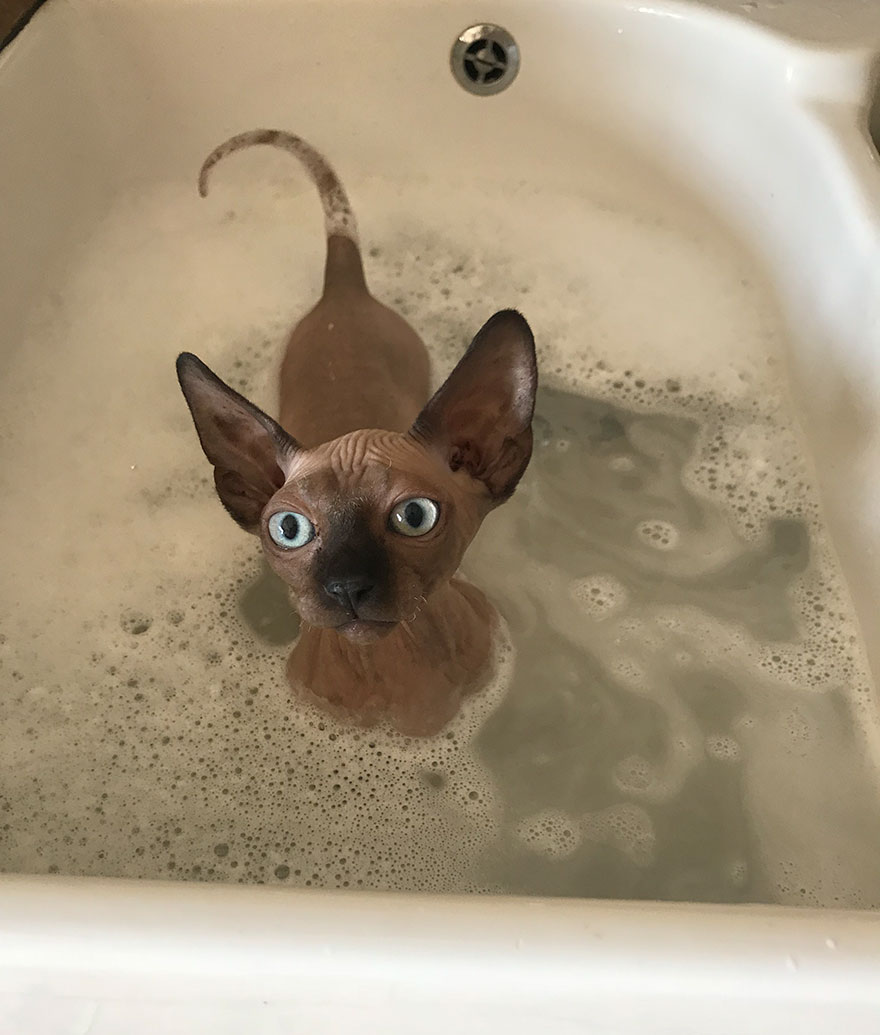 I Gave My New Kitten A Bath And He Was Not Amused