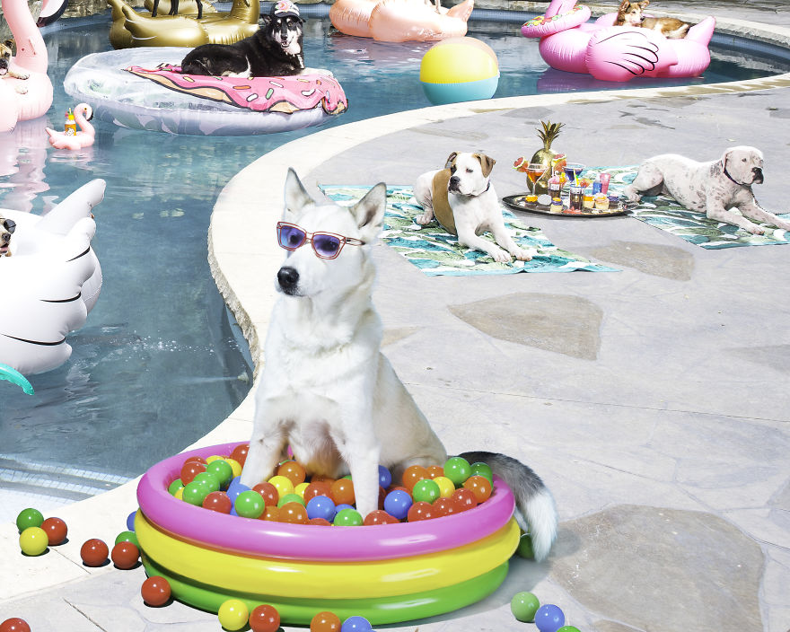 I Photographed A Pupper Pool Party!