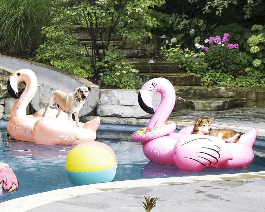 I Photographed A Pupper Pool Party!
