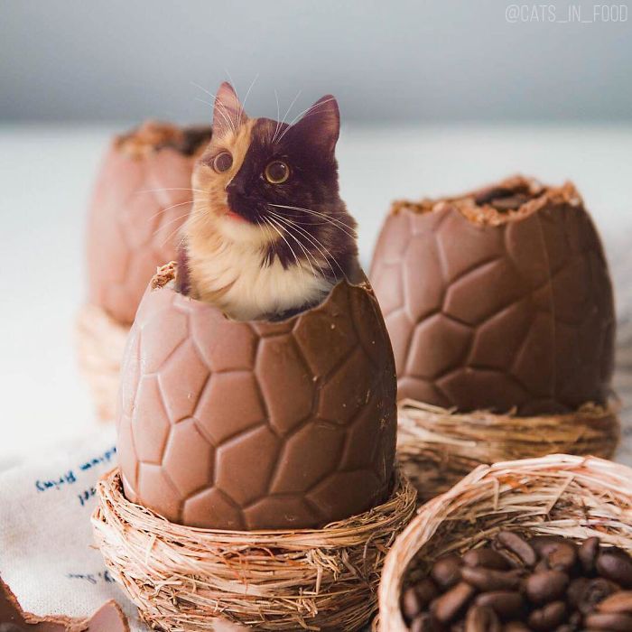 I Photoshop Cats Into Food