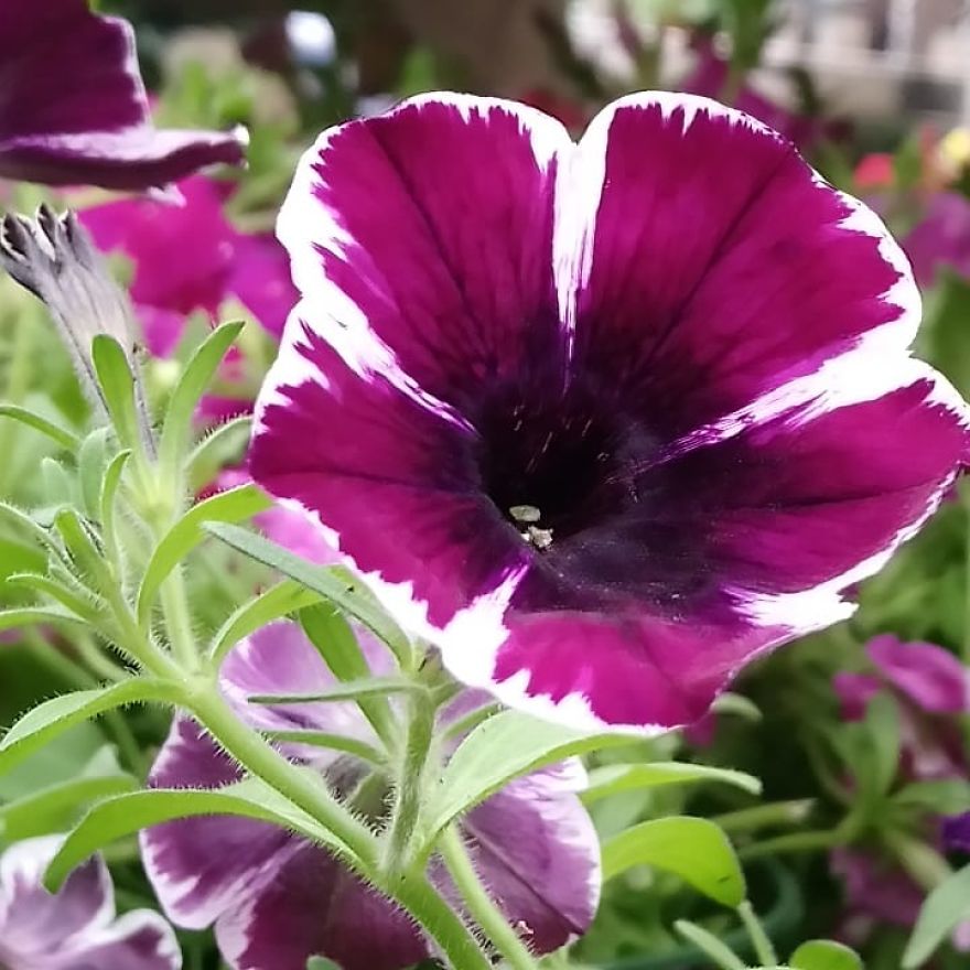 I Visited A Big Garden And Flower Shop Where I Photografed The Plants. Can't Say That I'm Not Happy With The Results-