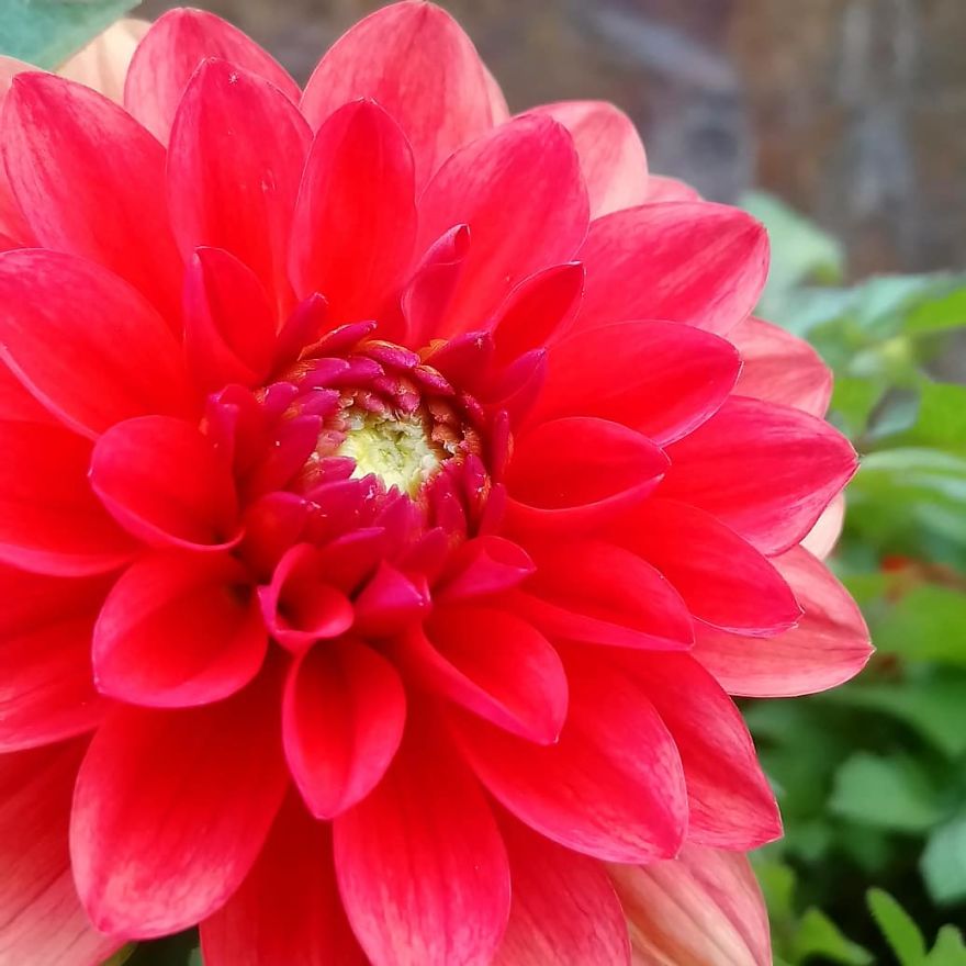 I Visited A Big Garden And Flower Shop Where I Photografed The Plants. Can't Say That I'm Not Happy With The Results-