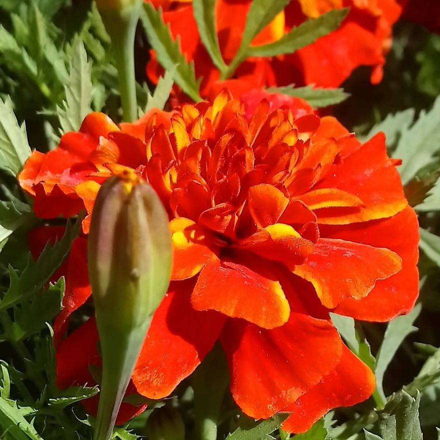 I Visited A Big Garden And Flower Shop Where I Photografed The Plants. Can't Say That I'm Not Happy With The Results-