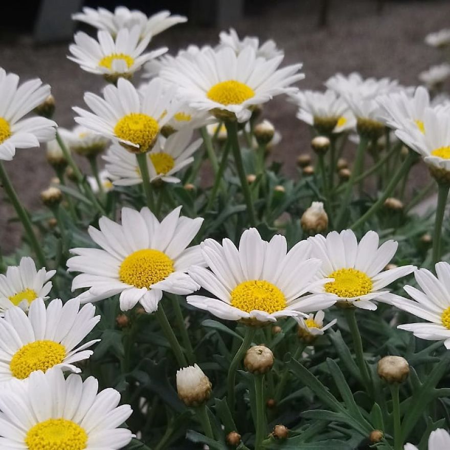 I Visited A Big Garden And Flower Shop Where I Photografed The Plants. Can't Say That I'm Not Happy With The Results-