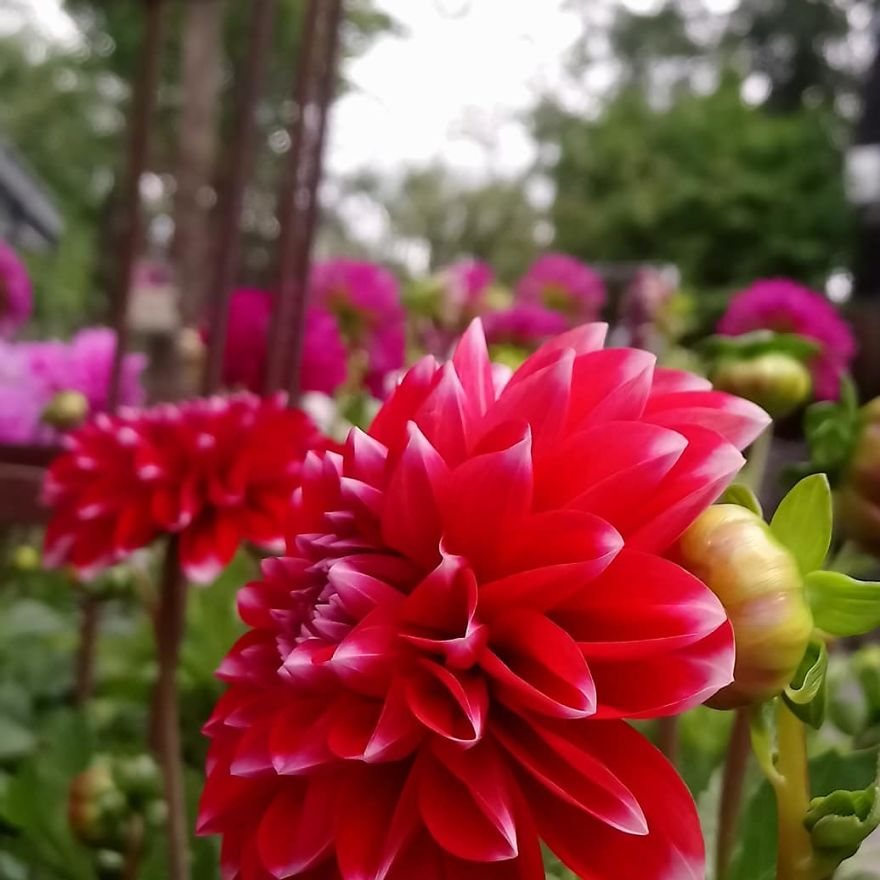 I Visited A Big Garden And Flower Shop Where I Photografed The Plants. Can't Say That I'm Not Happy With The Results-
