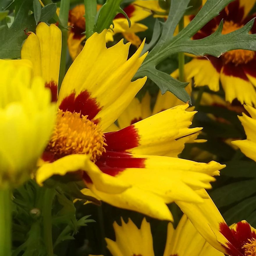 I Visited A Big Garden And Flower Shop Where I Photografed The Plants. Can't Say That I'm Not Happy With The Results-