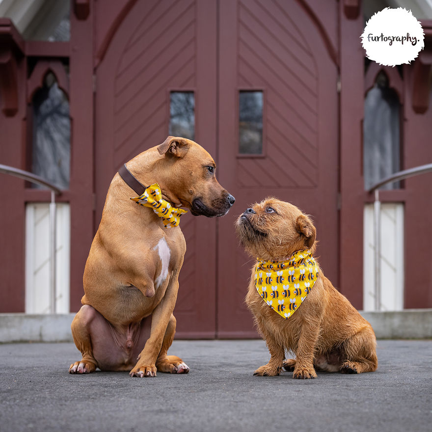 11 Wedding Pictures Of Adorable Dog Couples