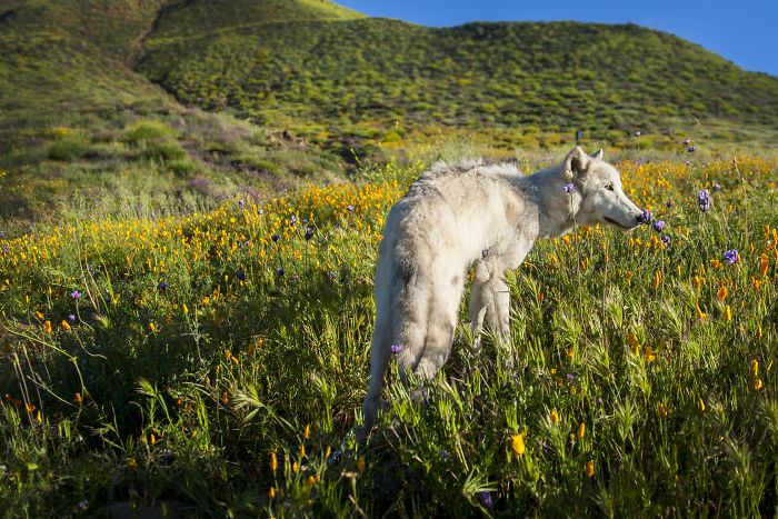 I Take My Dog Everywhere And This Is What He Saw