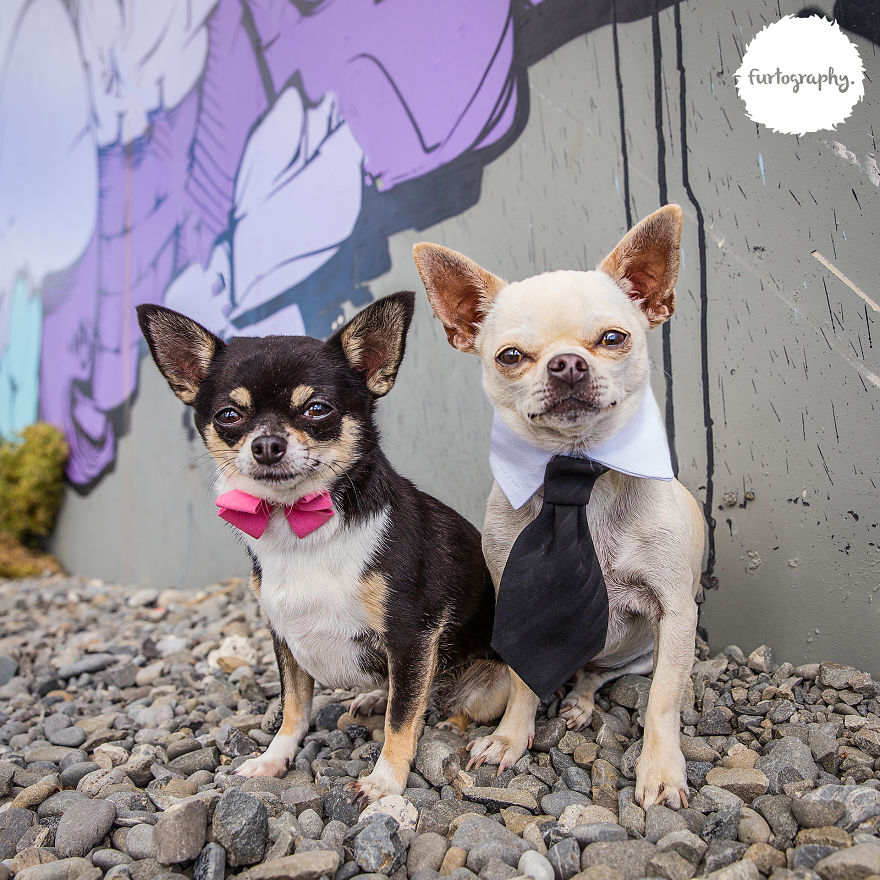 11 Wedding Pictures Of Adorable Dog Couples