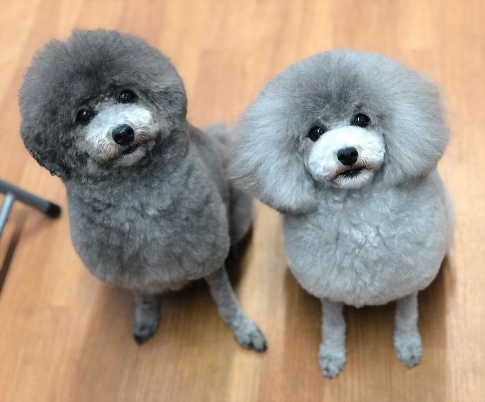 These Dogs Look Extremely Cute