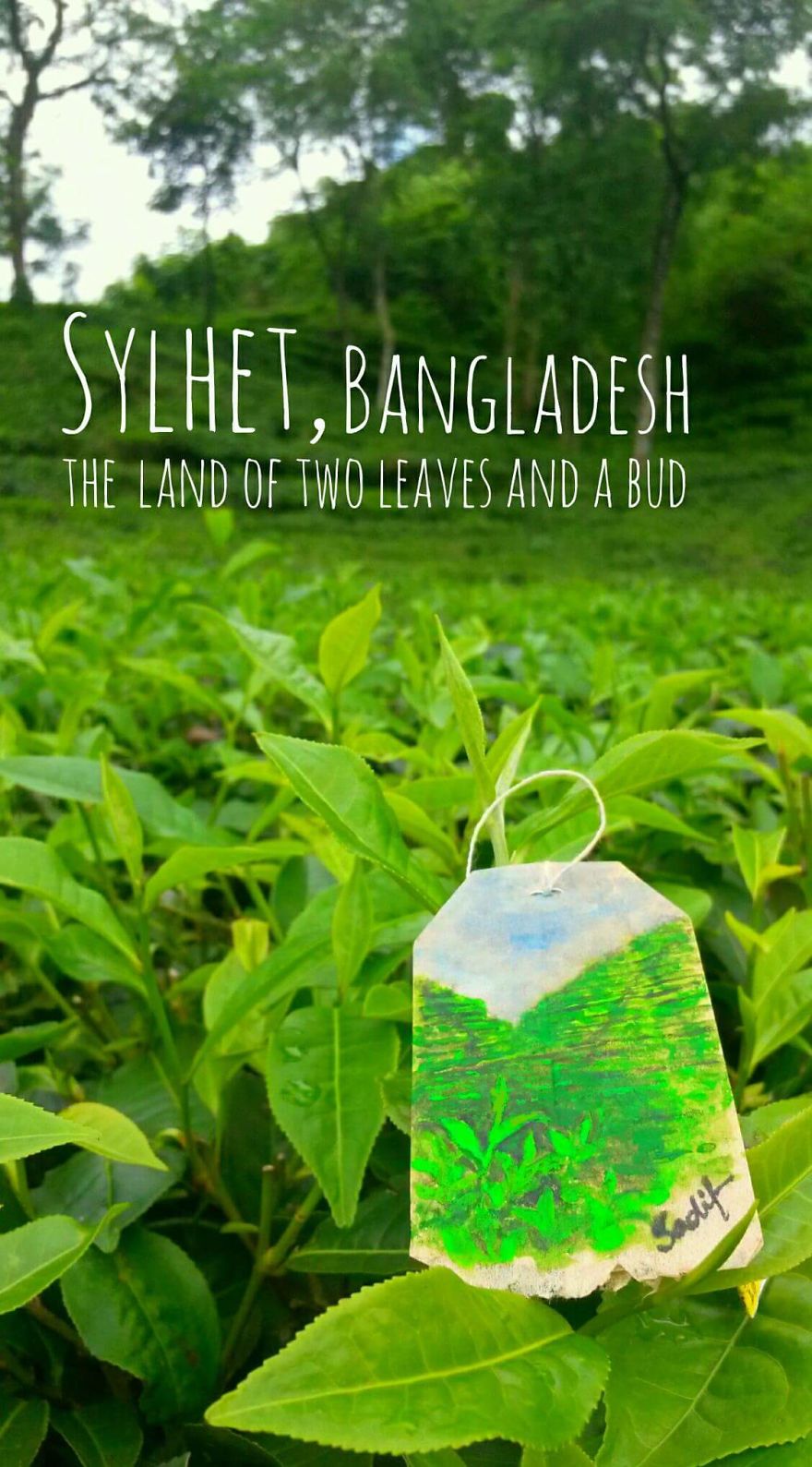 Sylhet, The Land Of Tea