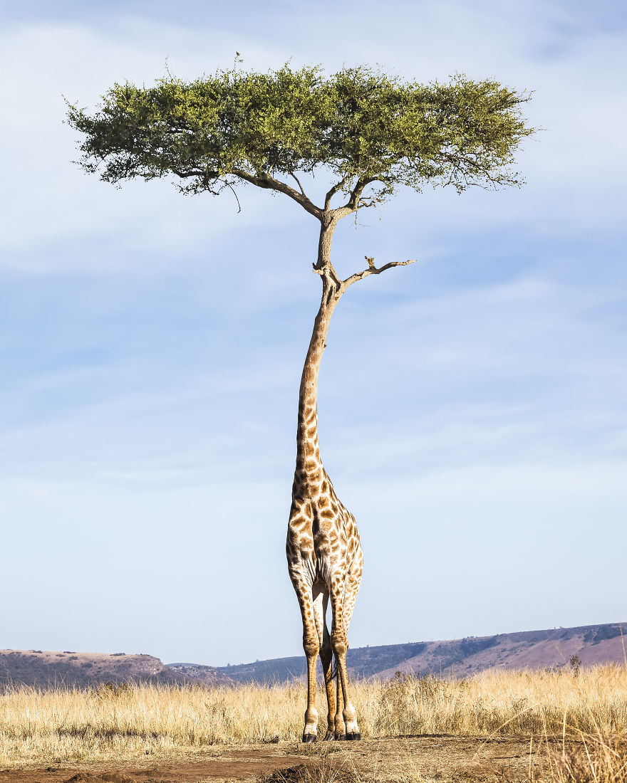 Tree Giraffe