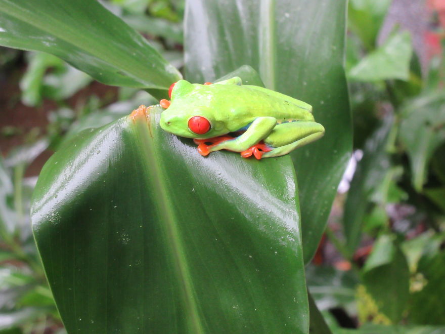 A Red Eyed Tree Frog!