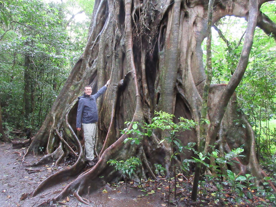 A Gigantic Tree With Crazy Roots!