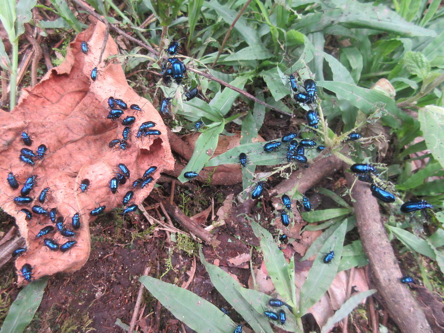 A Whole Colony Of Shiny Blue Beetles!