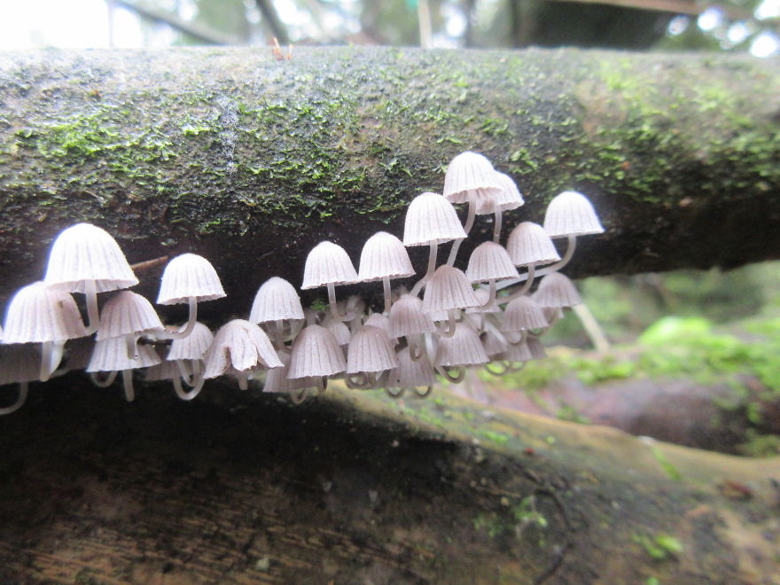 Adorable Tiny Mushrooms That Start Growing From Under Trees!