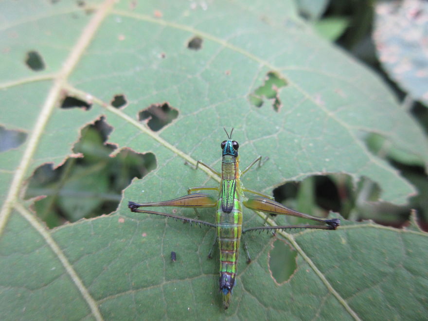 Beautiful Blue And Green Grasshopper That Looks Like A Crossbow!
