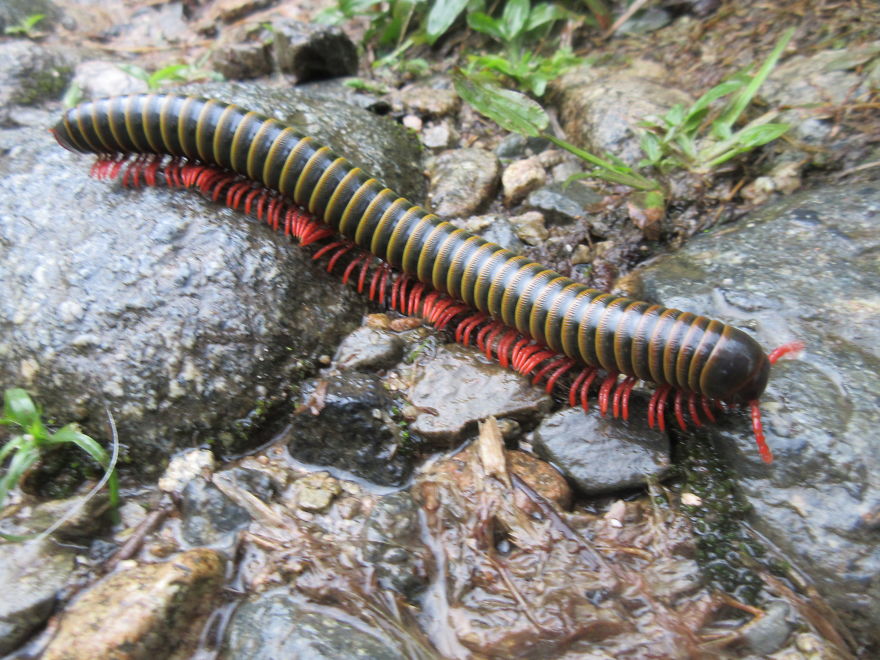 Gigantic Colourful Millipede, As Wide As Your Finger And 6 Inches Long!