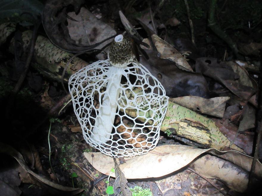 A Mushroom That Looks Like A Net!