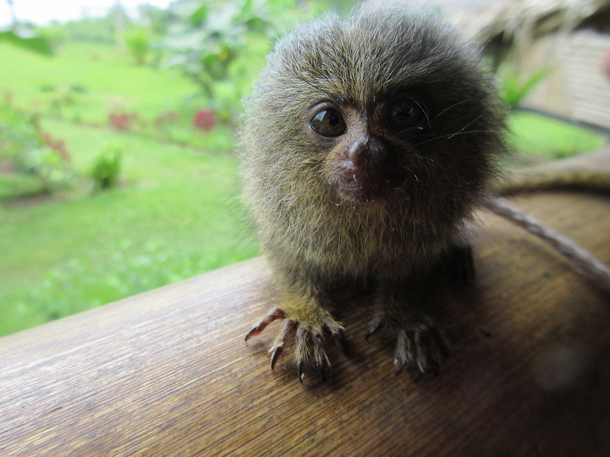 The World's Smallest Monkey! Pygmy Marmoset