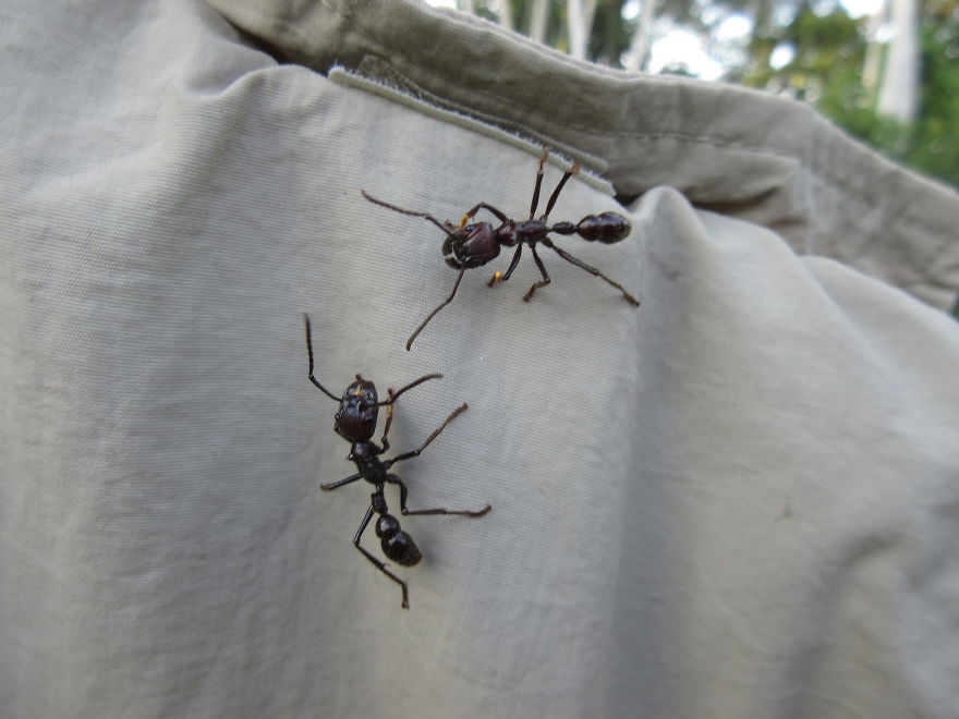 2 Inch Bullet Ants! Climbing All Over Your Laundry....