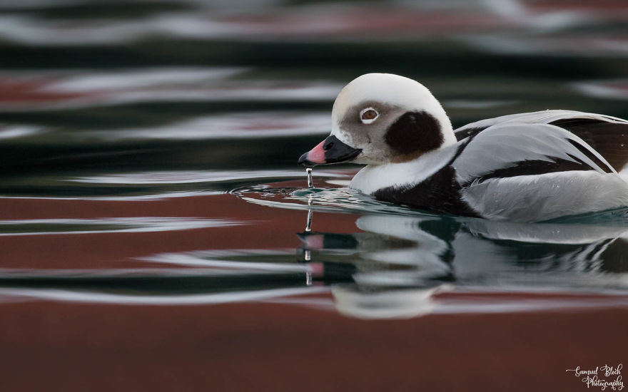 Another Birder's Favourite - The Long-Tailed Duck