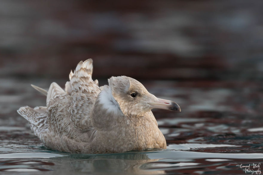 A Young Glaucous Gull On A Windy Morning