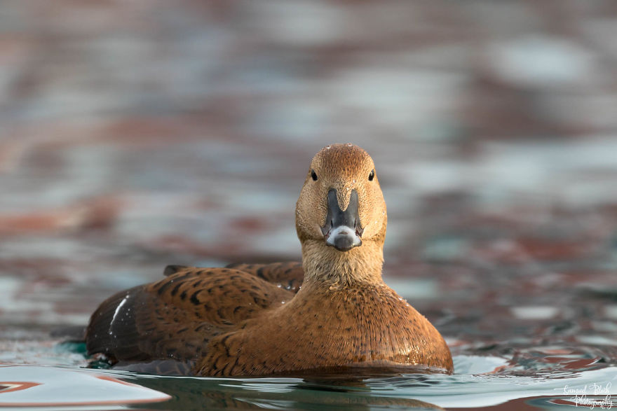 A Female King Eider Looking Straight At The Photographer