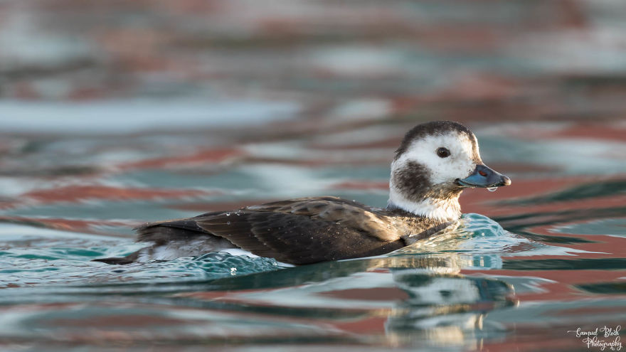 Long-Tailed Duck - The Female This Time, In Early Morning Light