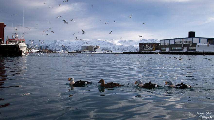 A Group Of King Eiders Cruises In Front Of The Hide, While Gulls Noisily Feed In The Background