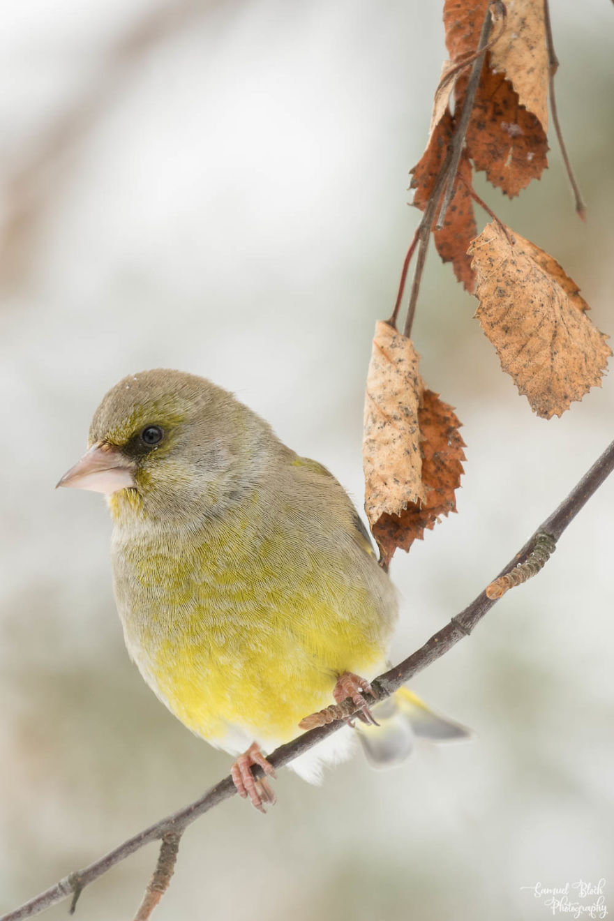 A Male Greenfinch
