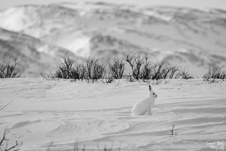 Camouflage - That's A Mountain Hare