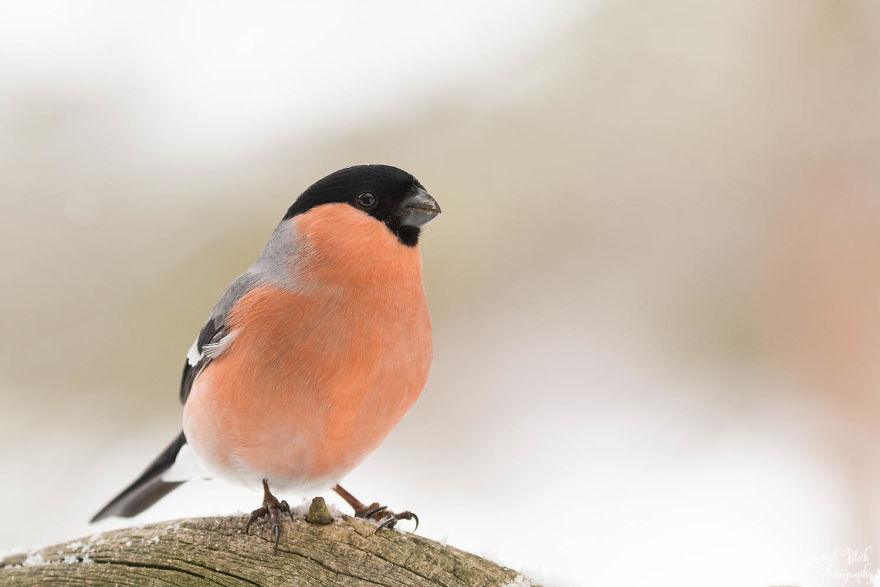 The Bullfinch Is Another Very Colourful Bird