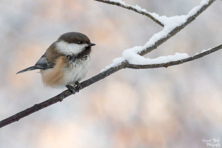 A Siberian Tit With Its Sunflower Seed