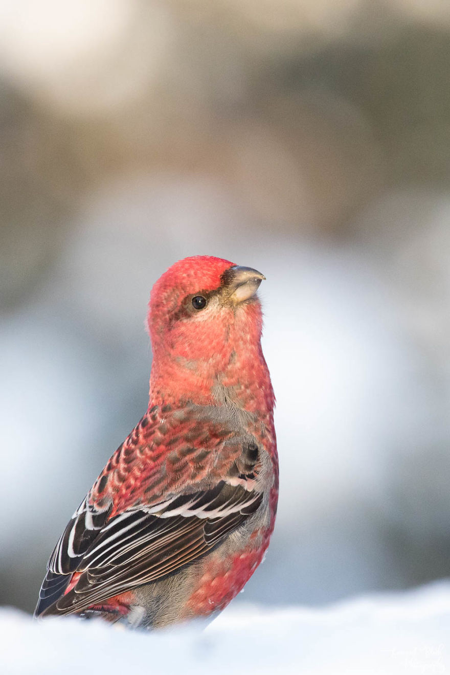 The Prince Of The Woods, The Bright Pine Grosbeak