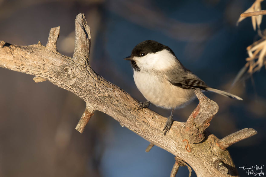 The Willow Tit Is A Common Inhabitant Of The Forest