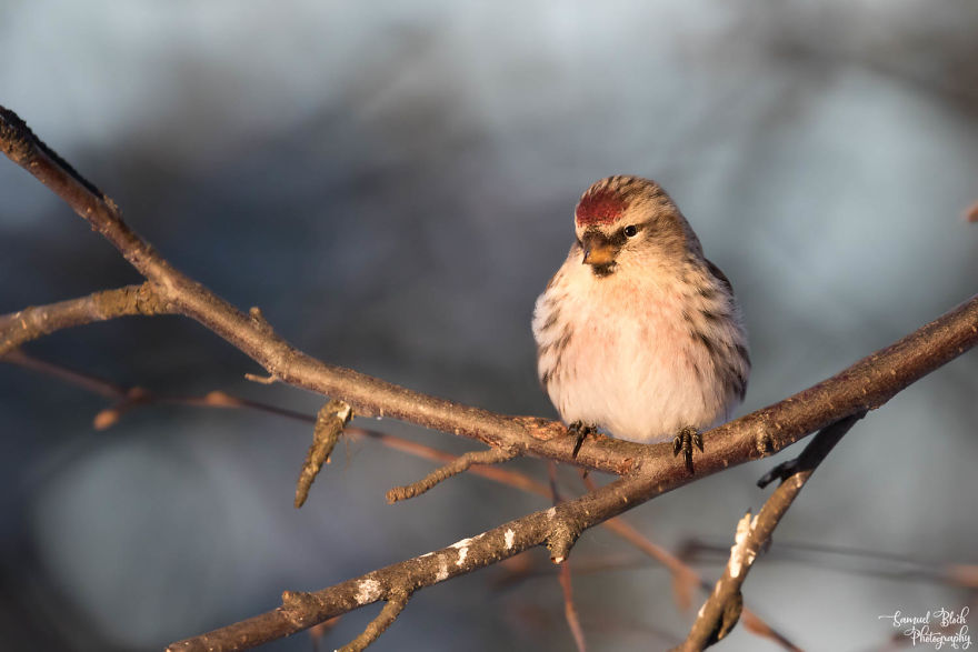 Probably An Arctic Redpoll In Sunset Light