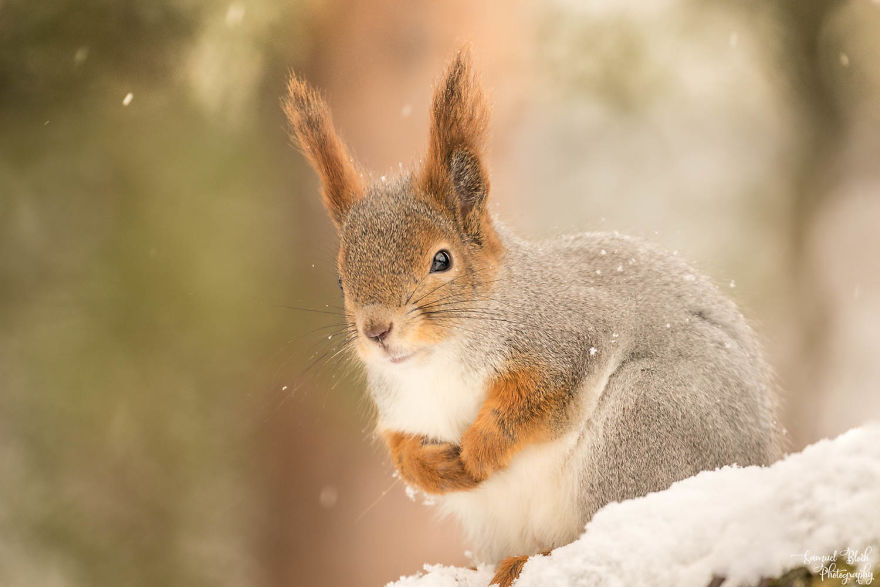 A Red Squirrel In Light Snowfall, In The Norwegian Taiga