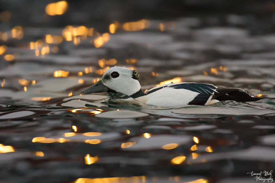 Drifting In The Reflections Of Harbour Lights, A Steller's Eider