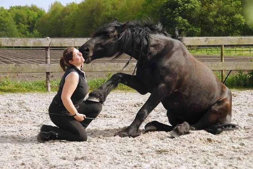The Love And Trust Between These Horses And Owner Is Amazing
