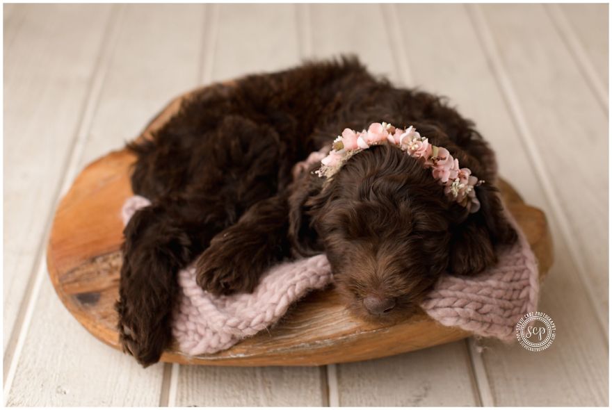 Puppy 'Newborn' Pictures: I Dressed Up My Dogs