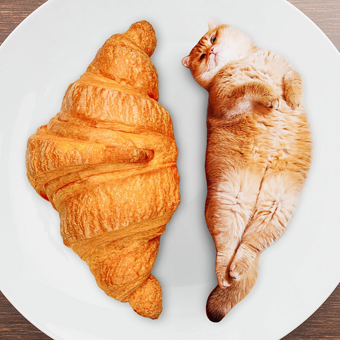 I Started Photoshopping Cats Into Food, And Somehow Ended Up Getting 74,000 Followers On Instagram