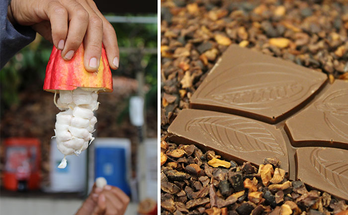 I’m A Chocolate Maker, And Here’s How The Chocolate is Made From Bean To Bar