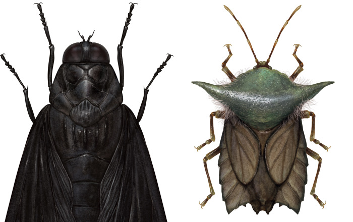 Artist Mutates Insects To Resemble Star Wars Characters – How Many Do You Recognize?