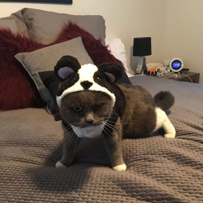 After This, My Moms Cat Went Seeking Out For Revenge