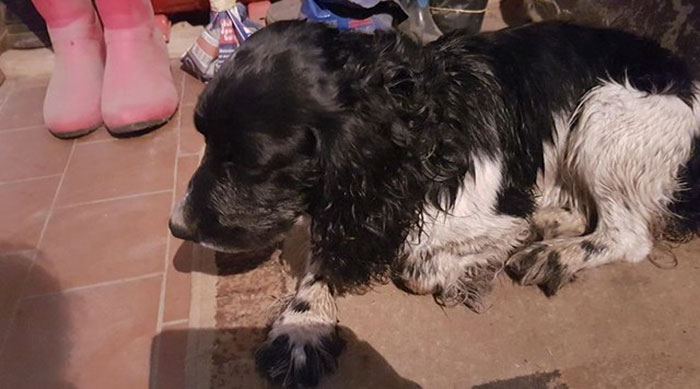 Woman Finds A Wet Dog With Something Weird Tied Around His Neck, Starts Crying When She Realizes What It Is